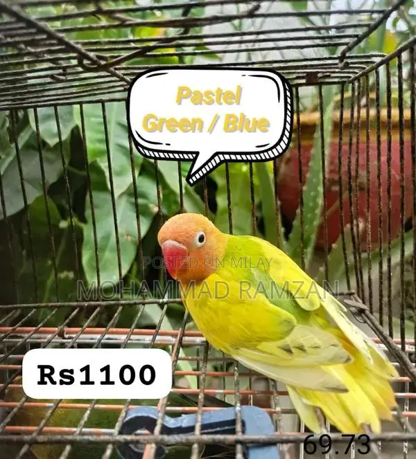 Parrots: Blue and Green Feathered Companion Birds