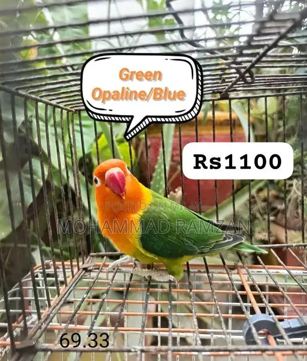 Parrots: Blue and Green Feathered Companion Birds