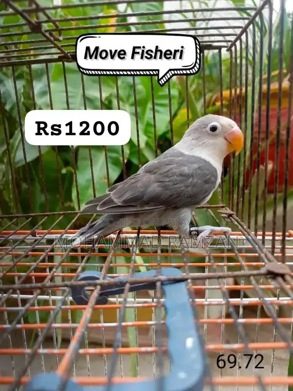 Parrots: Blue and Green Feathered Companion Birds