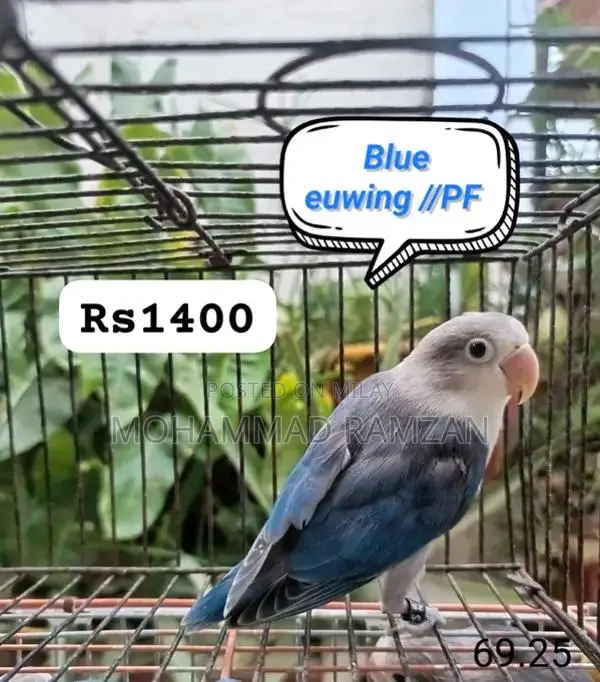 Parrots: Blue and Green Feathered Companion Birds