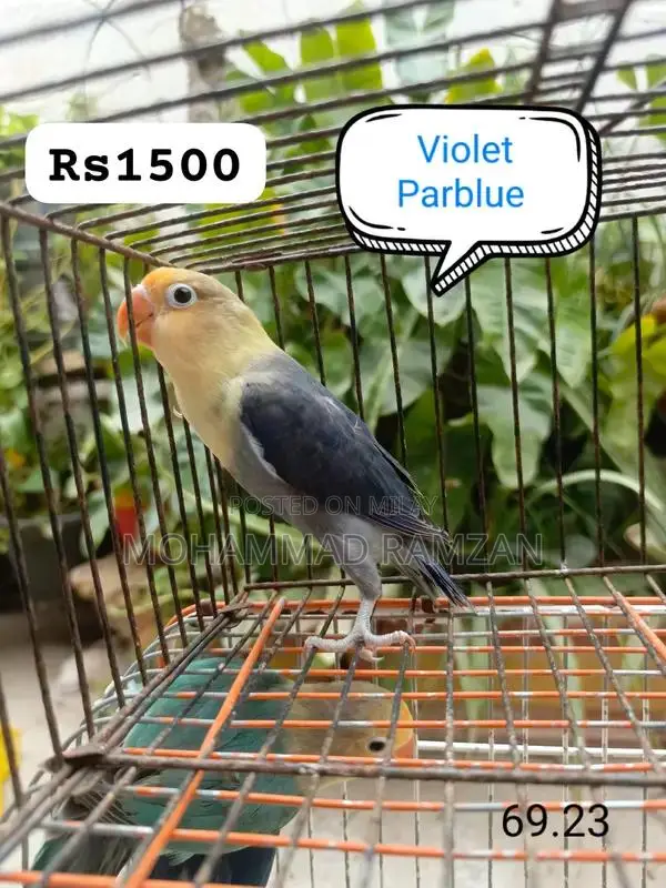 Parrots: Blue and Green Feathered Companion Birds