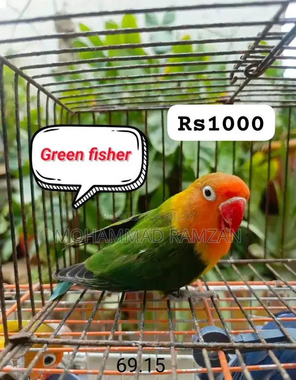 Parrots: Blue and Green Feathered Companion Birds