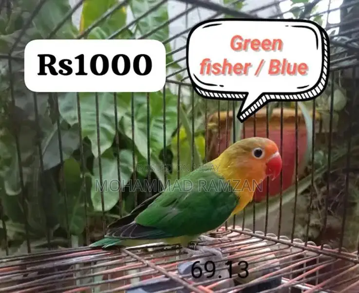 Parrots: Blue and Green Feathered Companion Birds