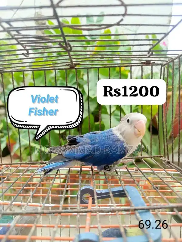 Parrots: Blue and Green Feathered Companion Birds