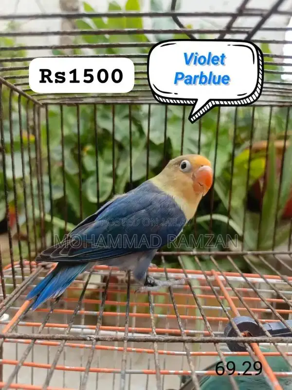 Parrots: Blue and Green Feathered Companion Birds