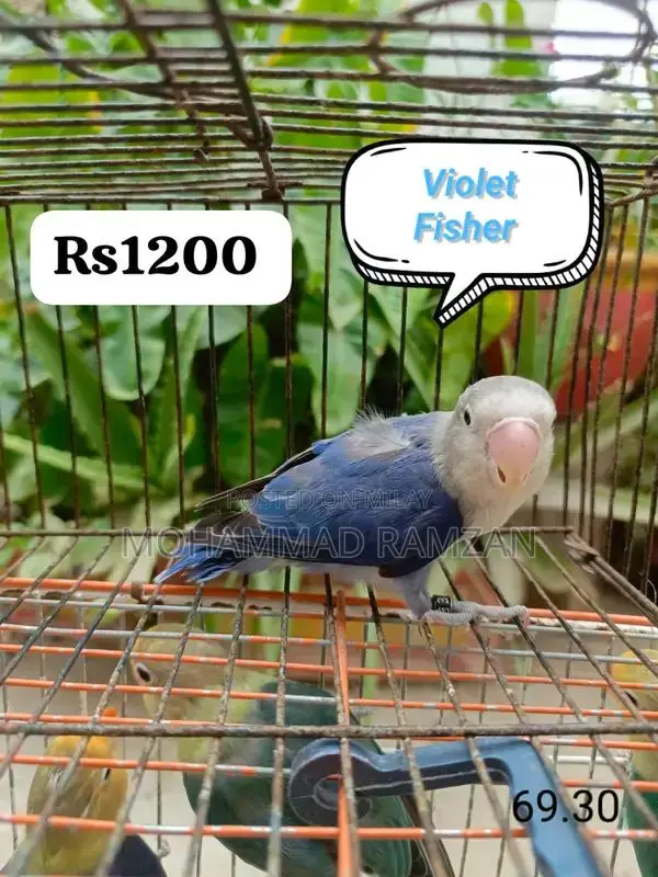 Parrots: Blue and Green Feathered Companion Birds