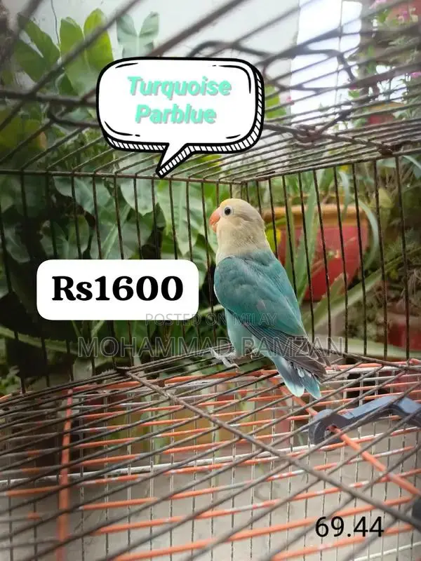 Parrots: Blue and Green Feathered Companion Birds