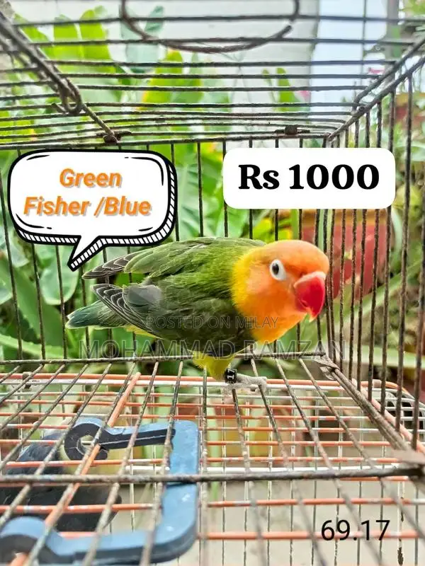 Parrots: Blue and Green Feathered Companion Birds