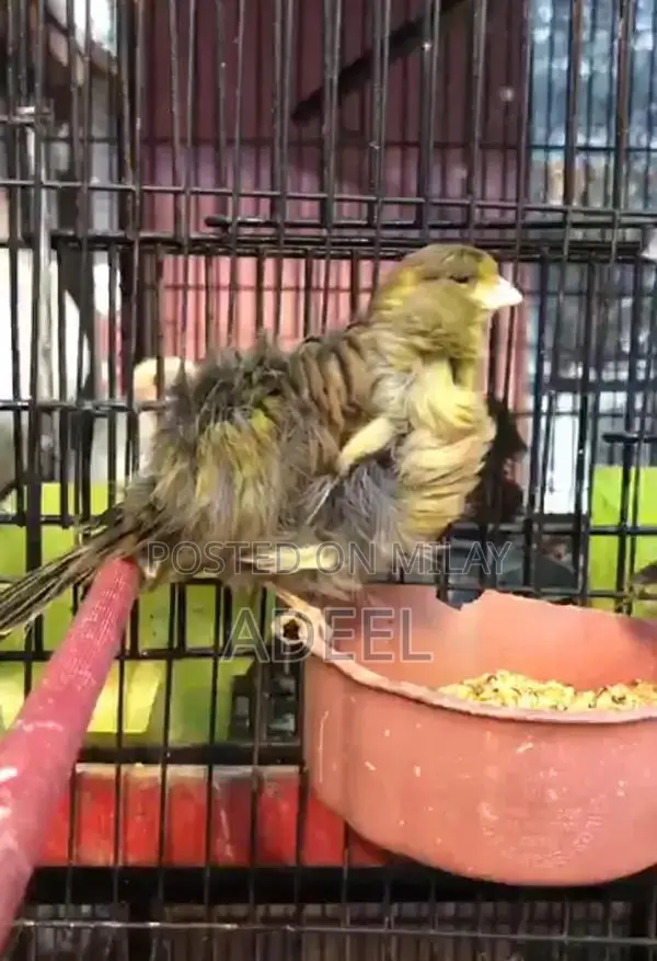 Italian Giant Frill Canary Bird Pair - Female Clearing Mold