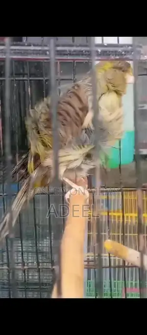 Italian Giant Frill Canary Bird Pair - Female Clearing Mold