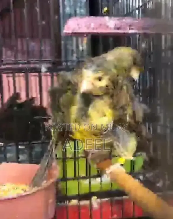 Italian Giant Frill Canary Bird Pair - Female Clearing Mold