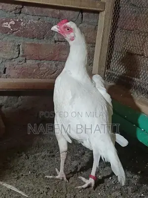 Lassani or Heera Madi Spice Blend for Cooking