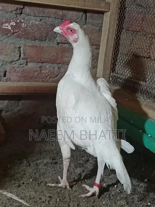 Lassani or Heera Madi Spice Blend for Cooking