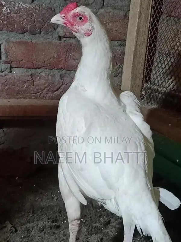 Lassani or Heera Madi Spice Blend for Cooking