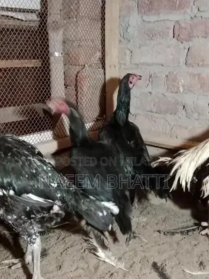 Lassani or Heera Madi Spice Blend for Cooking