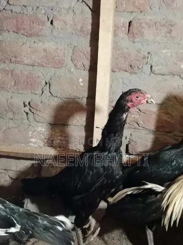 Lassani or Heera Madi Spice Blend for Cooking