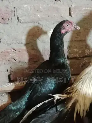 Lassani or Heera Madi Spice Blend for Cooking