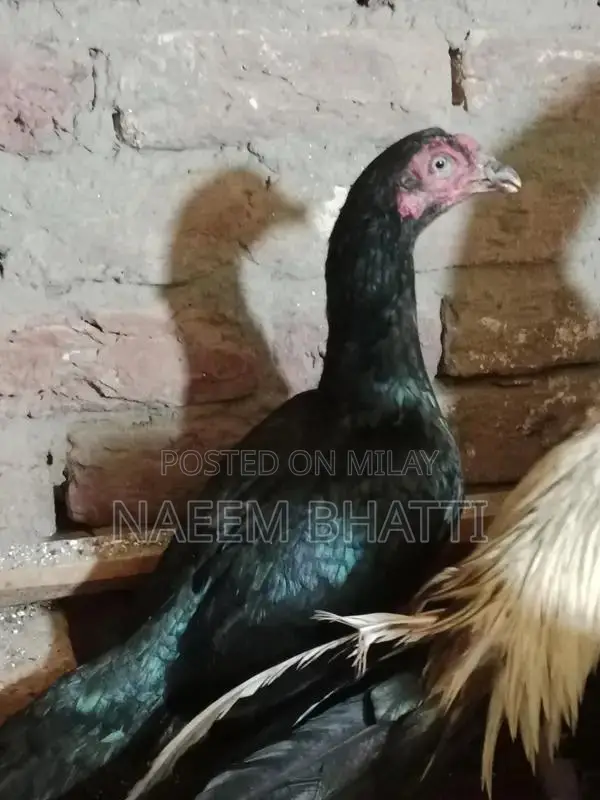 Lassani or Heera Madi Spice Blend for Cooking