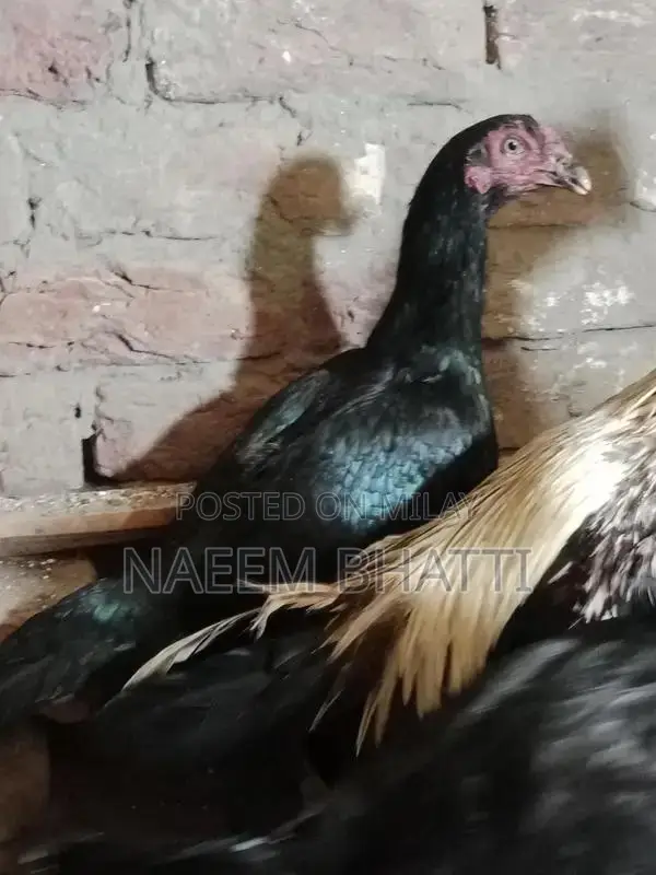 Lassani or Heera Madi Spice Blend for Cooking