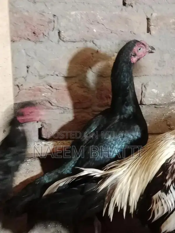 Lassani or Heera Madi Spice Blend for Cooking