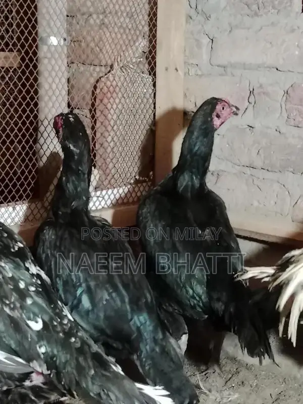 Lassani or Heera Madi Spice Blend for Cooking