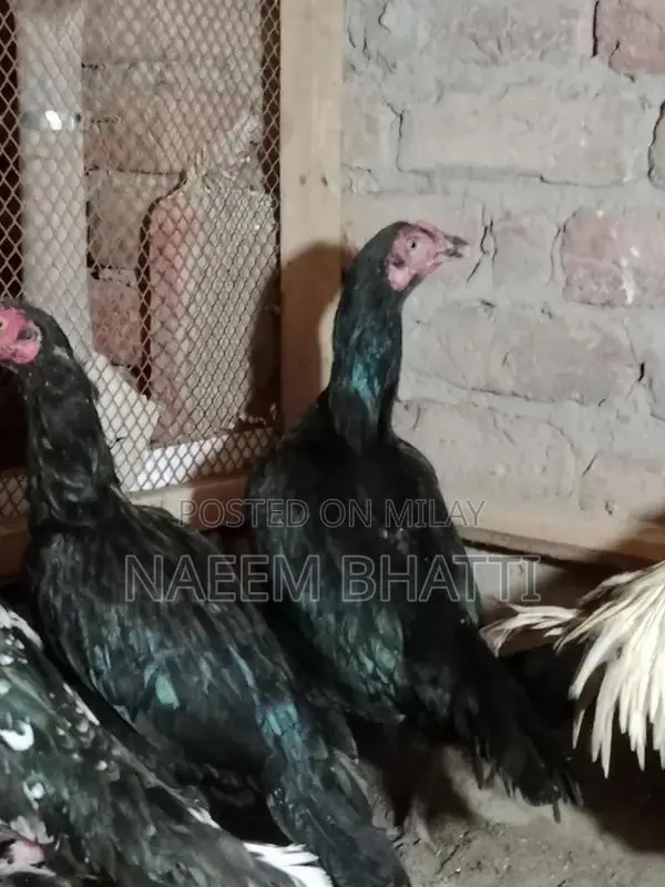 Lassani or Heera Madi Spice Blend for Cooking