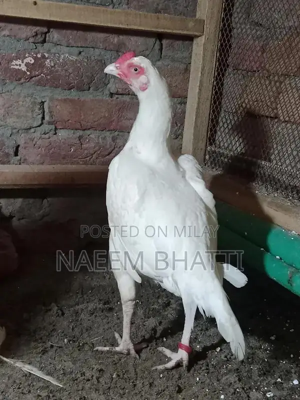 Lassani or Heera Madi Spice Blend for Cooking