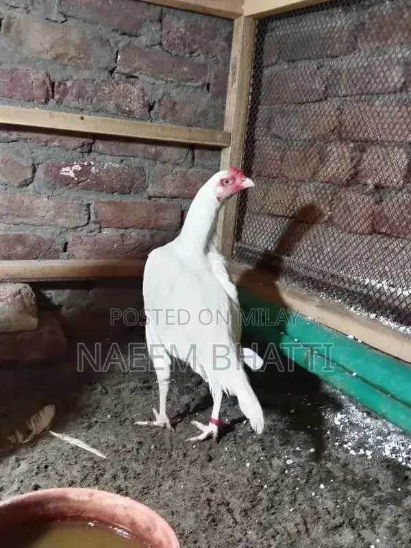 Lassani or Heera Madi Spice Blend for Cooking