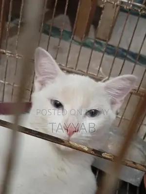 Photo - Persian White Cat - Elegant and Charming Feline Companion