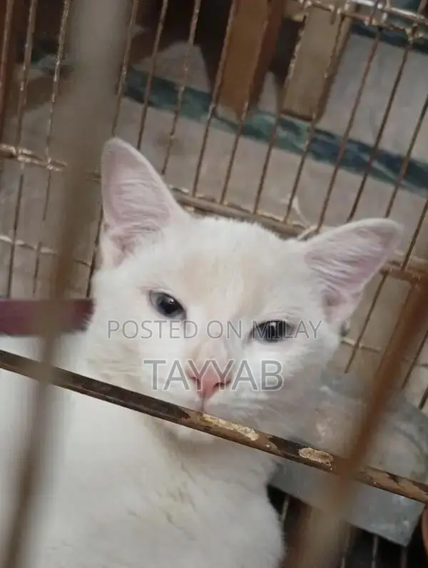 Persian White Cat - Elegant and Charming Feline Companion