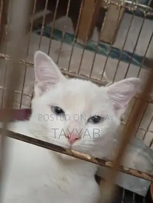 Persian White Cat - Elegant and Charming Feline Companion