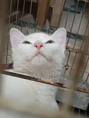 Persian White Cat - Elegant and Charming Feline Companion