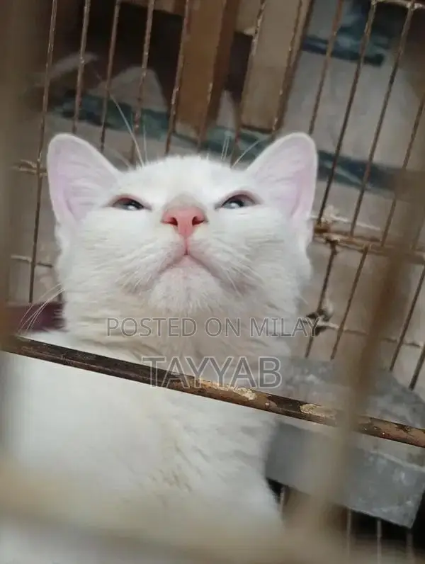 Persian White Cat - Elegant and Charming Feline Companion