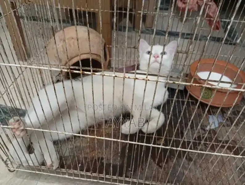 Persian White Cat - Elegant and Charming Feline Companion