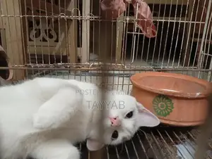 Persian White Cat - Elegant and Charming Feline Companion