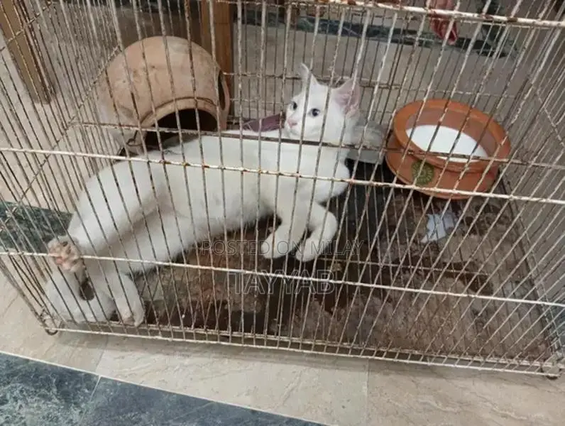 Persian White Cat - Elegant and Charming Feline Companion