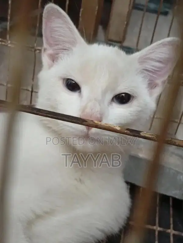 Persian White Cat - Elegant and Charming Feline Companion