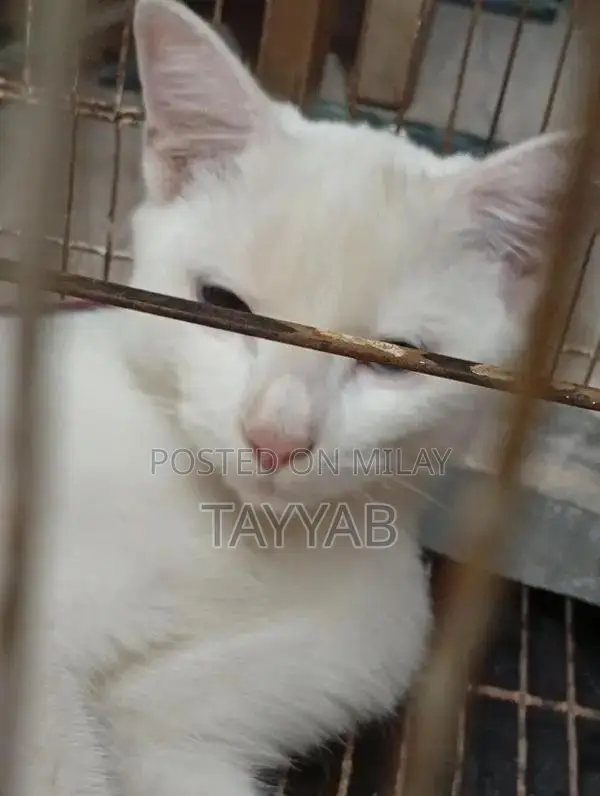 Persian White Cat - Elegant and Charming Feline Companion