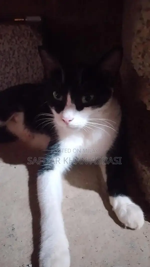 Industrial Contact Line Communication Equipment