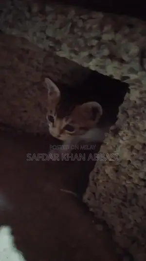 Industrial Contact Line Communication Equipment