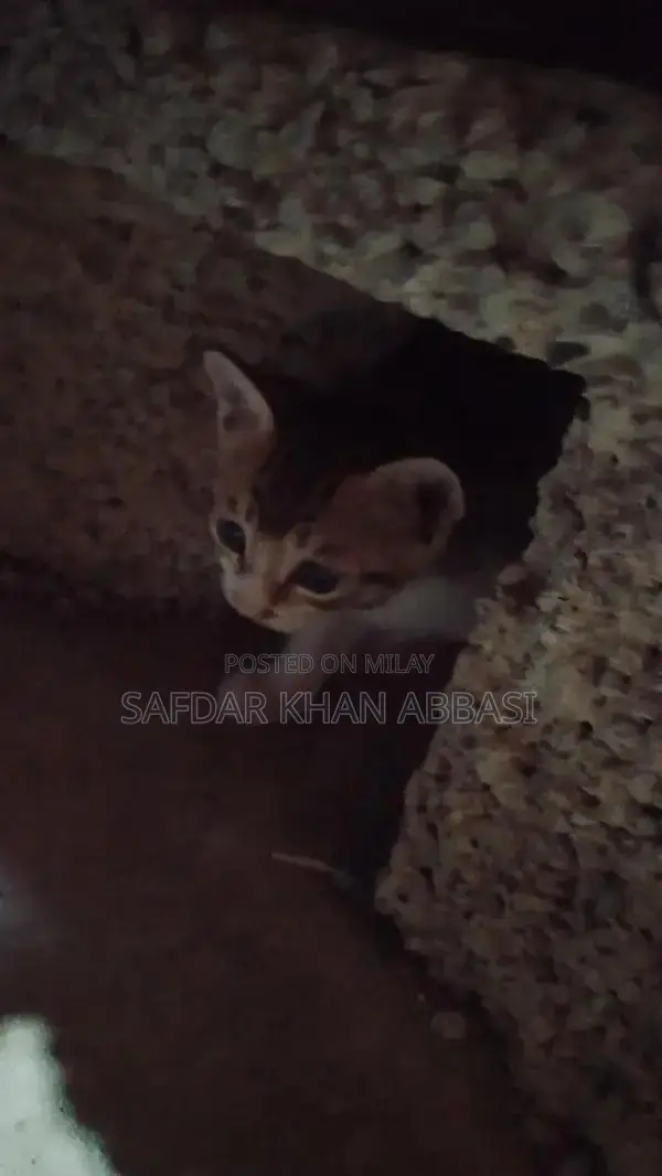 Industrial Contact Line Communication Equipment