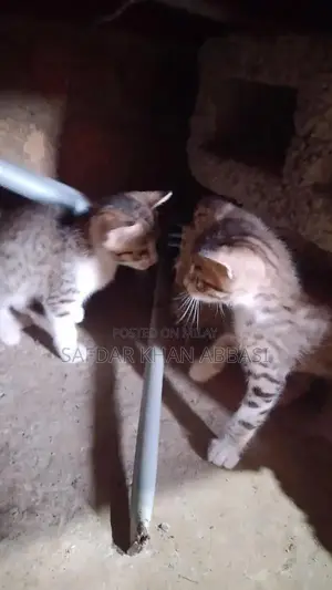 Industrial Contact Line Communication Equipment