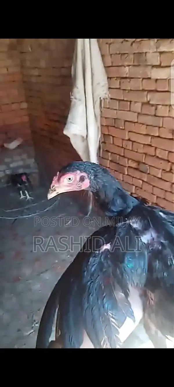 Fresh Farm Chicken from Mianwali - Premium Quality Poultry
