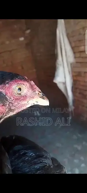 Fresh Farm Chicken from Mianwali - Premium Quality Poultry