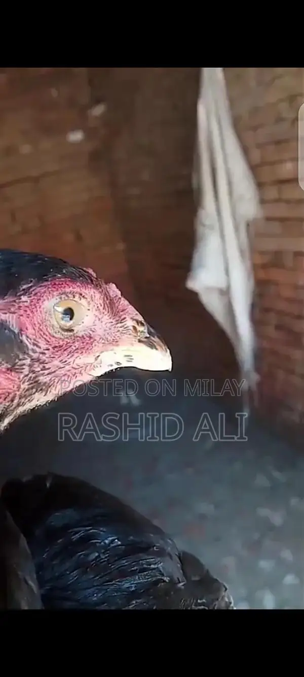 Fresh Farm Chicken from Mianwali - Premium Quality Poultry