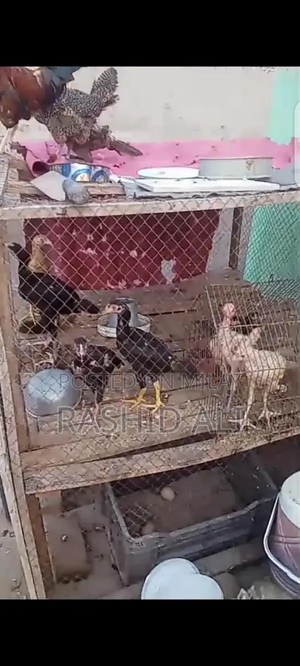 Fresh Farm Chicken from Mianwali - Premium Quality Poultry