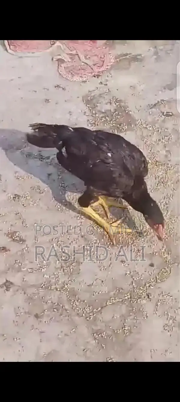 Fresh Farm Chicken from Mianwali - Premium Quality Poultry