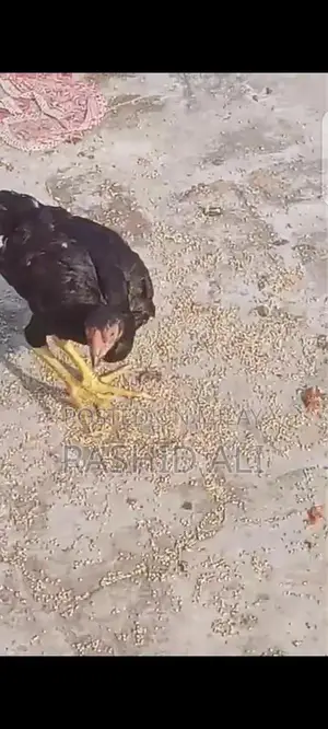 Fresh Farm Chicken from Mianwali - Premium Quality Poultry