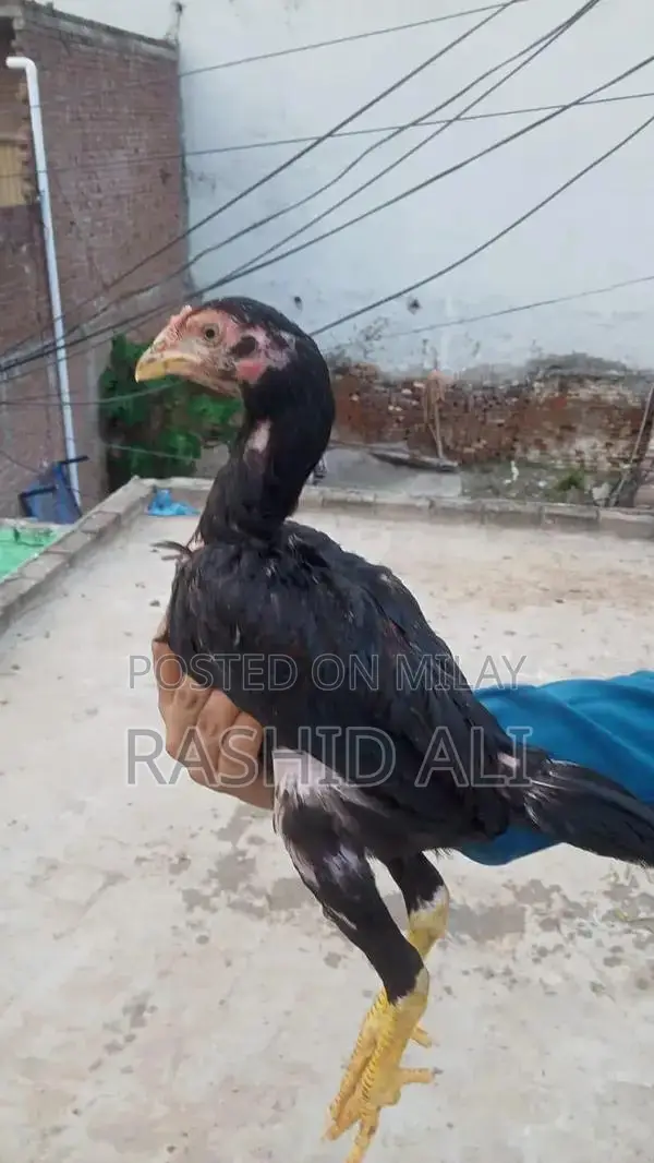 Fresh Farm Chicken from Mianwali - Premium Quality Poultry