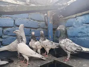 High-Quality Breeder Pigeon for Sale